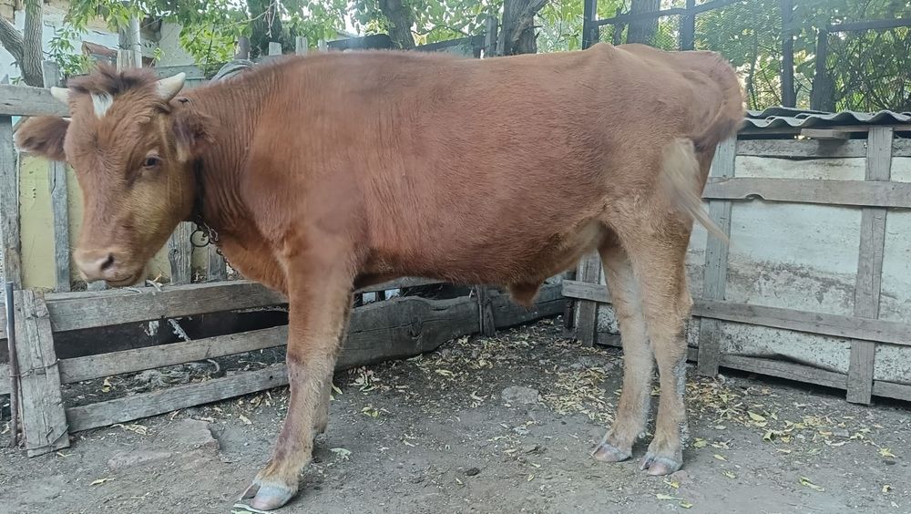 Өгіз сатылады. Бағасы 400мың