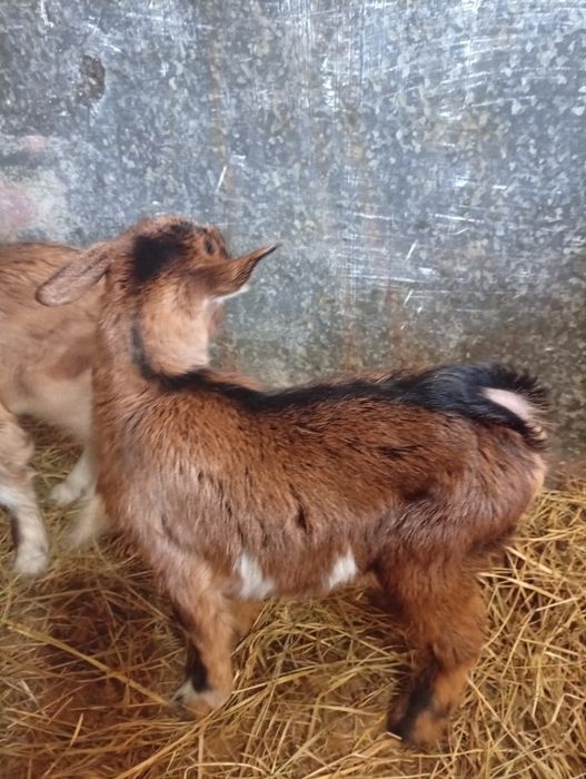 Козлята молочного направления