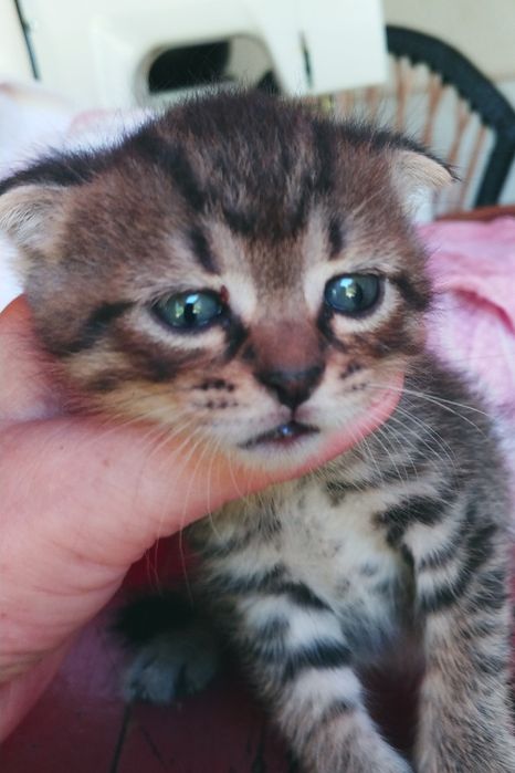 Передержка гостинница кошек котят