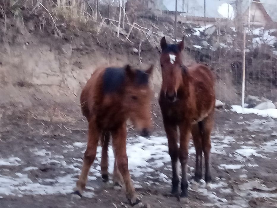 Тай сатылады 8айлык