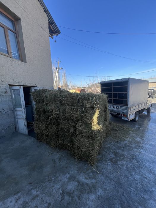 Beda sotiladi 2-3 oʻrim