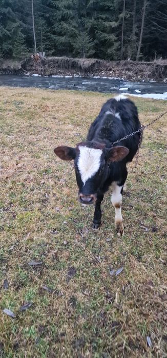 Vând vițică de 6 luni