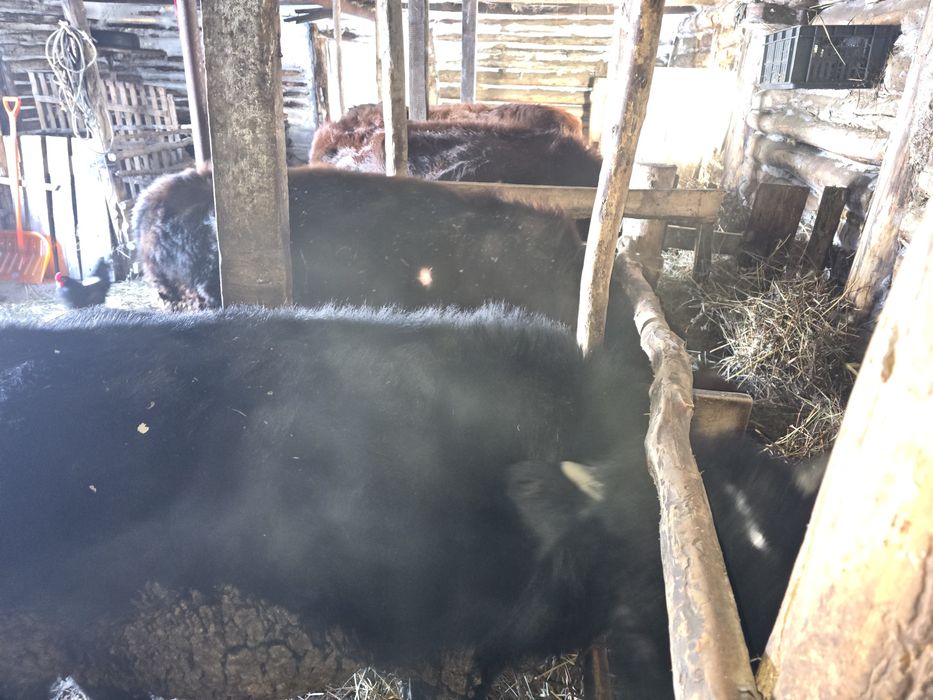 Продам два бычка