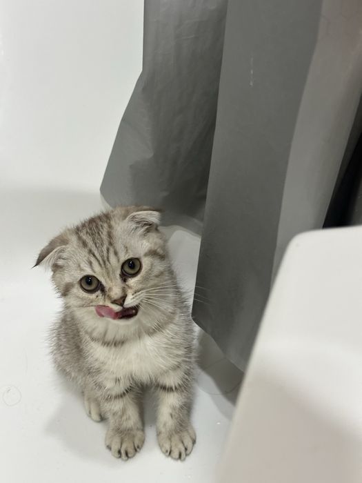 Sotiladi: Scottish Fold  mushukcha
