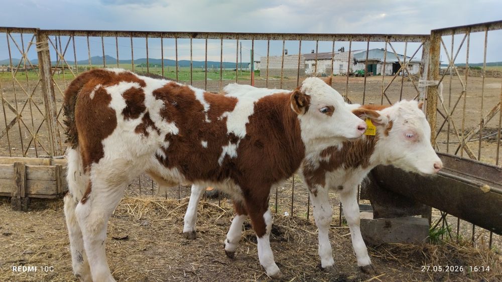 Продам 2х телят бычок и телочка.