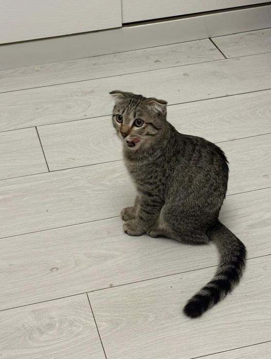 Котенок 5 месяцев