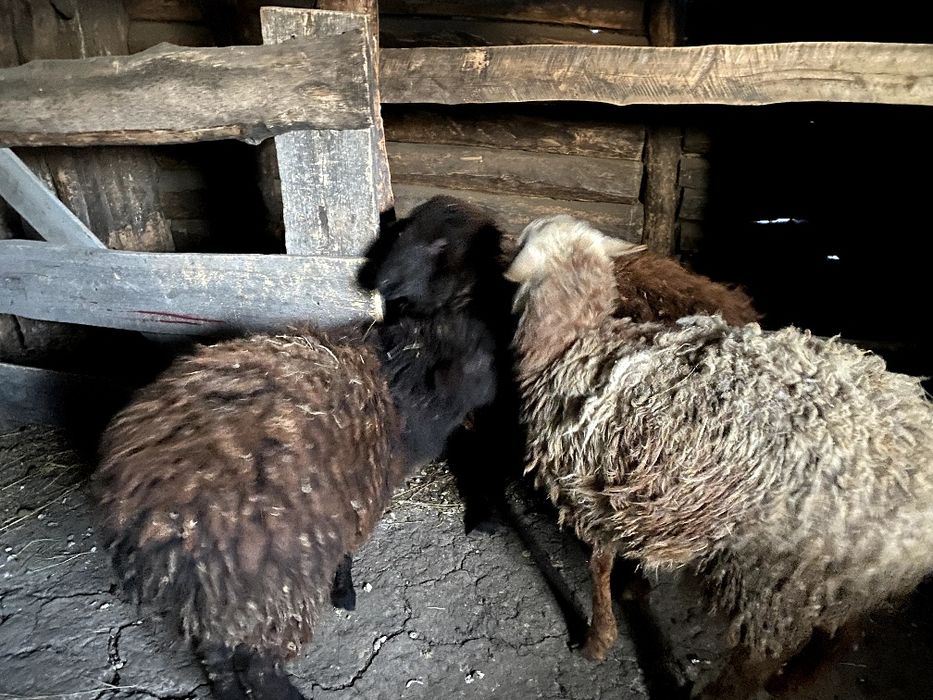 3 буаз тоқты сатылады