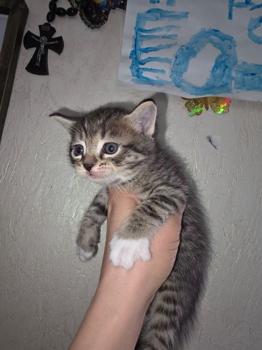 Отдам бесплатно  игривого котенка