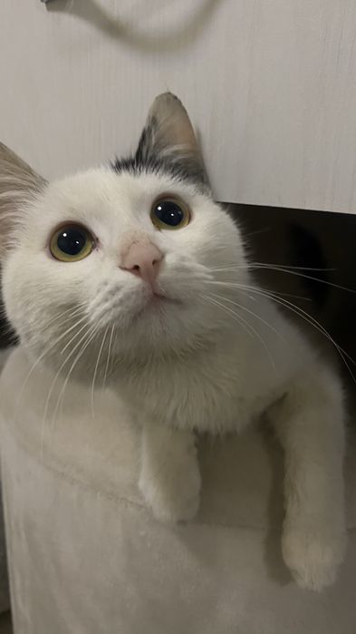 Кот продаётся в хорошие руки