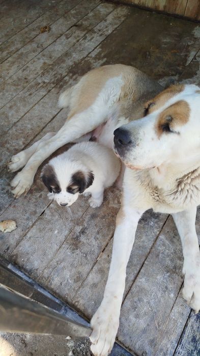 Собака  Алабай чистокровная