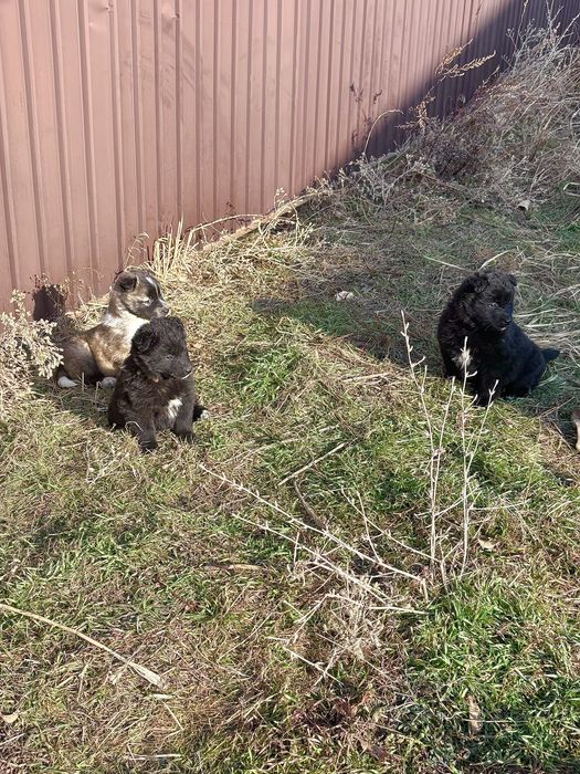 щенков в хорошие руки, мальчики и девочки