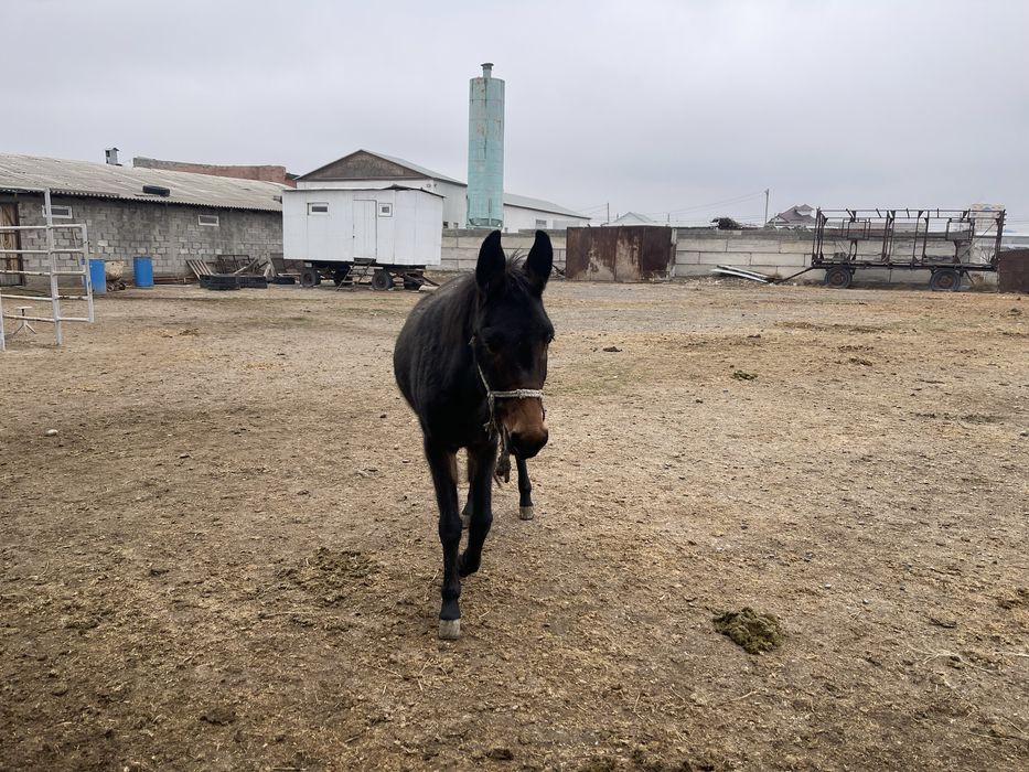 Обмен на баранов