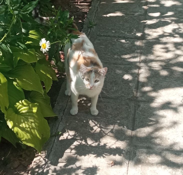 Подарявам голямо коте