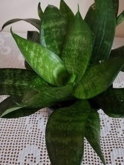 Финикова палма, Драцена, Шефлера, Сансевиера, Амарилис