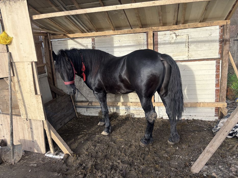 Armasar Frizian 5 ani