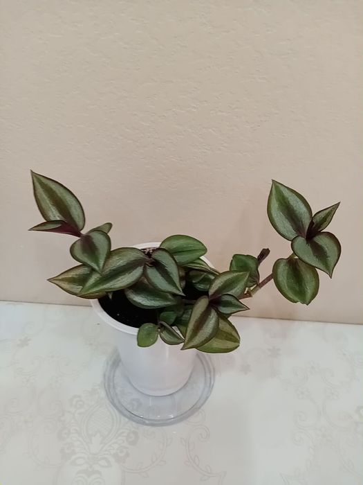 Комнатные цветы. Отросток традесканции "Зебрина".