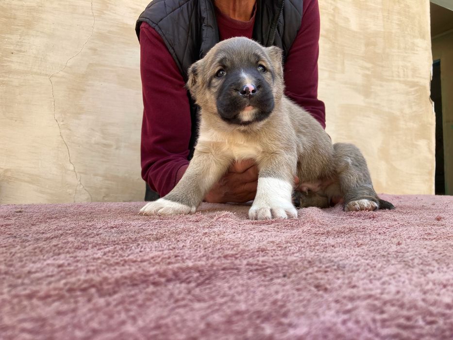Щенок ( Турецкого Кангала ) чистокровный