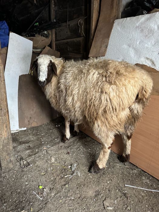 семиз койлар сатылады оптом бар