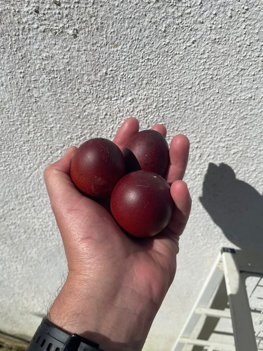 Разплодни яйца от Черен мед маран