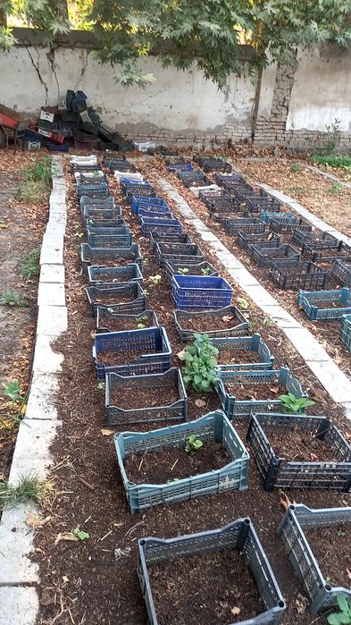 Biogumus va kaliforniya chuvalchangi