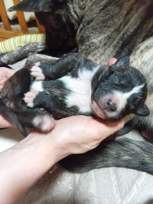 Щенята бесплатно