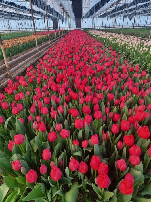 Тюльпаны оптом с бесплатным хранением