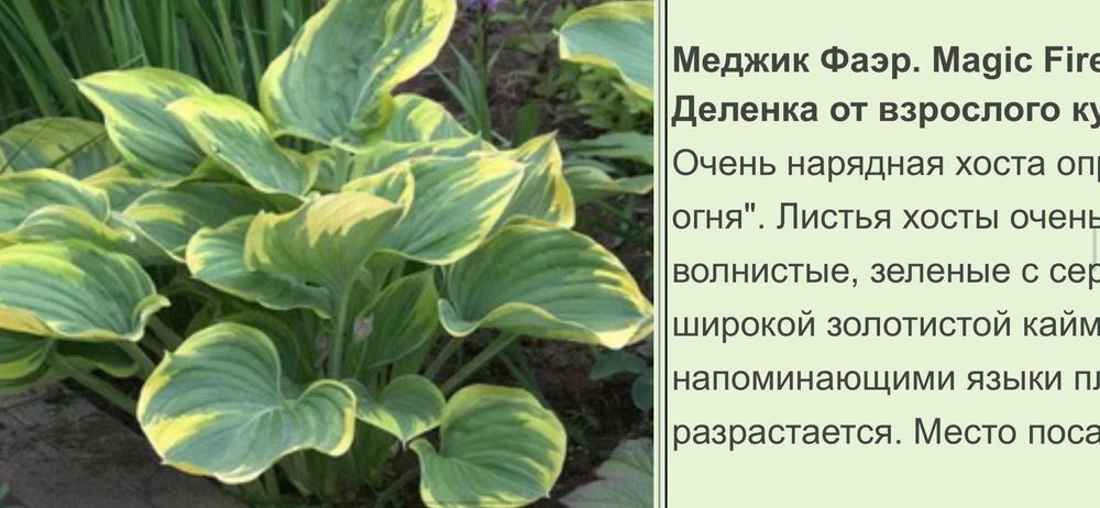 Продам цветы хосты от 1000 т