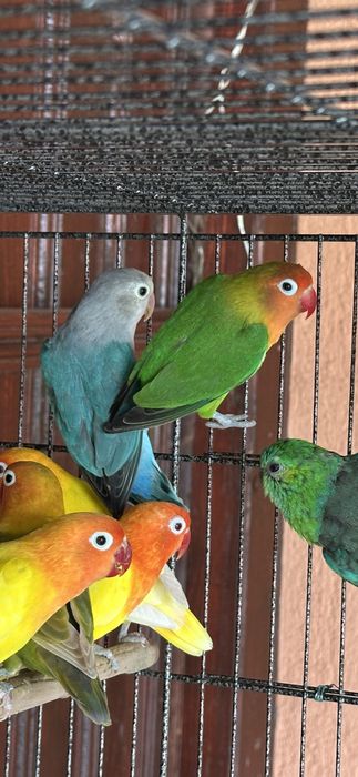 Pereche papagali agapornis