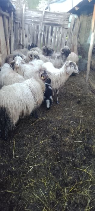 Oi de vânzare  de lapte