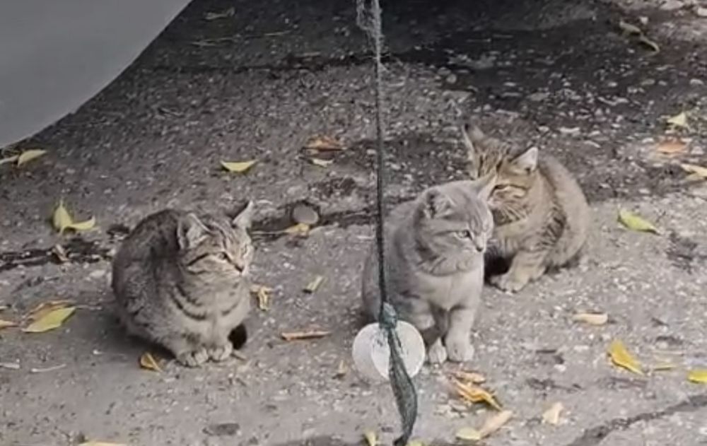 Бесплатно отдам котят