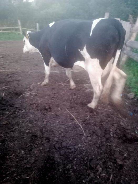 Продам дойных коров