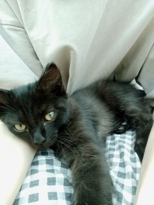 Отдаю котенка в добрые лапки!