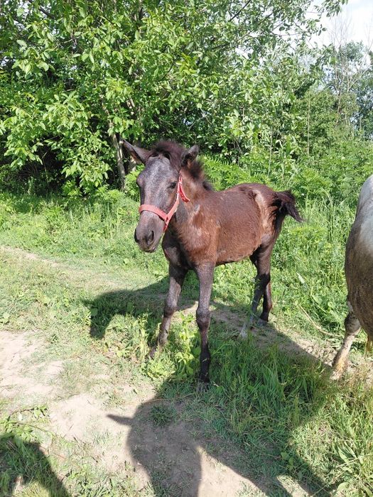Vând manza in 2 peri vârsta 4 luni
