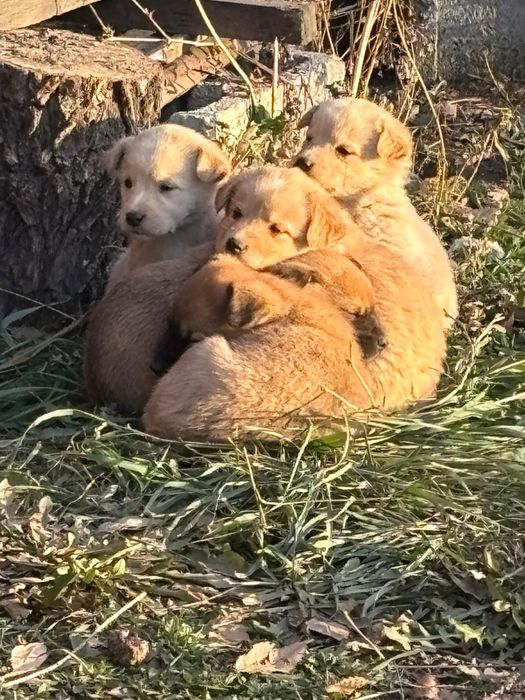 Отдам 6 щенят бесплатно