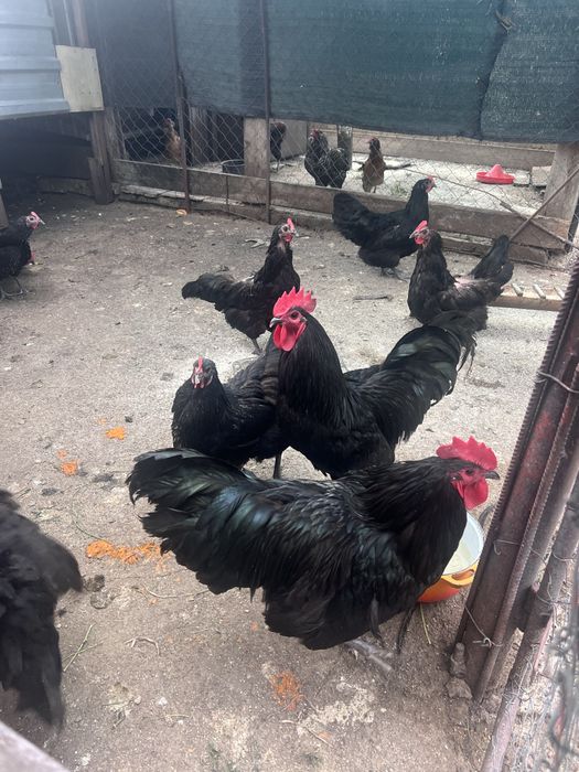 Oua Araucana si Australorp de INCUBAT!!