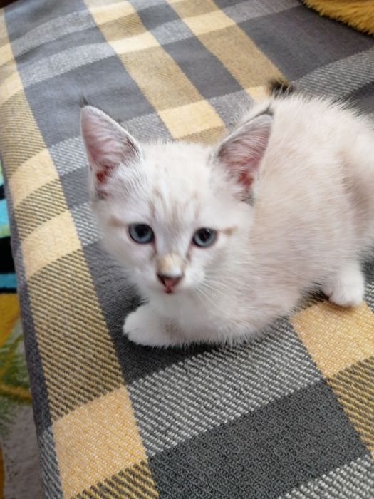 Отдам котят в хорошие руки