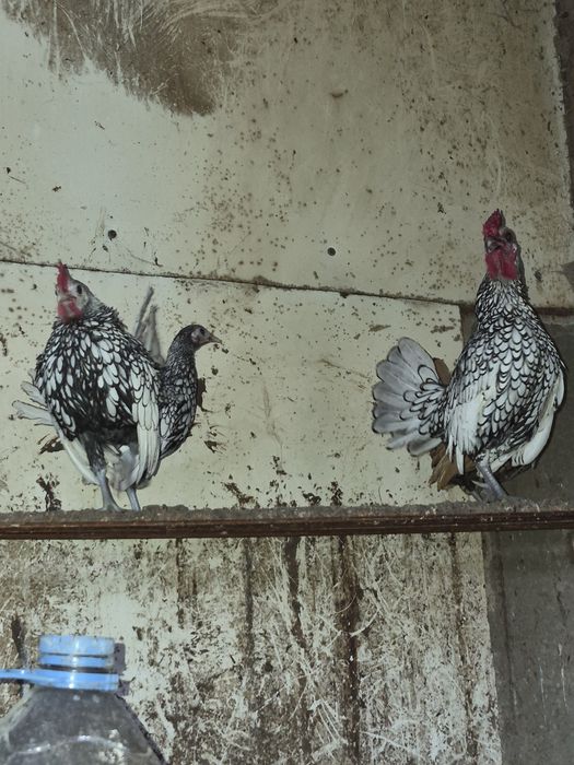 Сибрайт петушки продажа