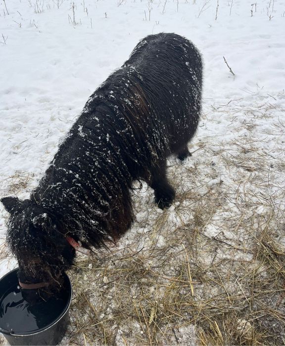 Vând poneițe talie mica