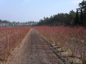 Afini de cultura la ghiveci