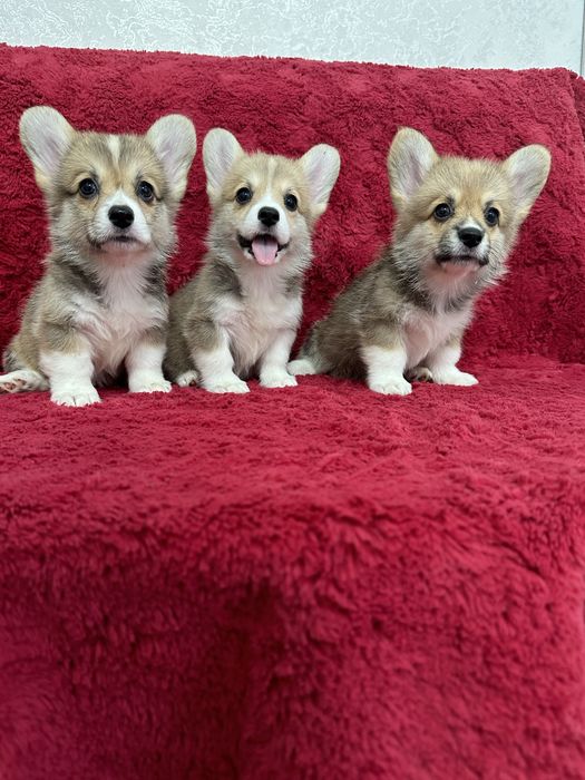 Милые щеночки вельш корги