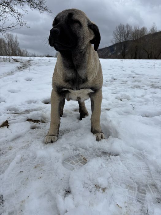 Kangal malakli cu pedigree