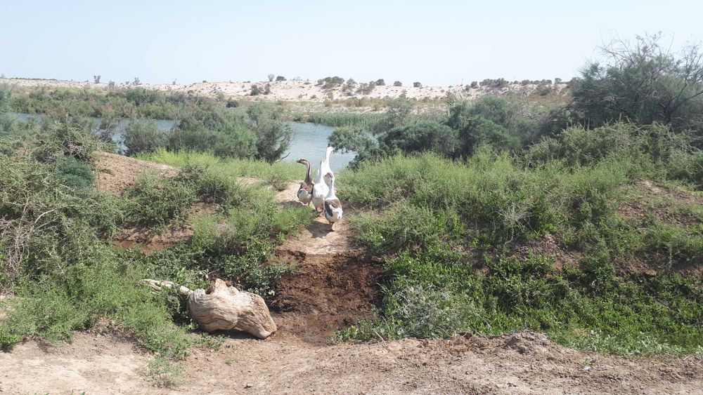 Қаздар  сатылады.