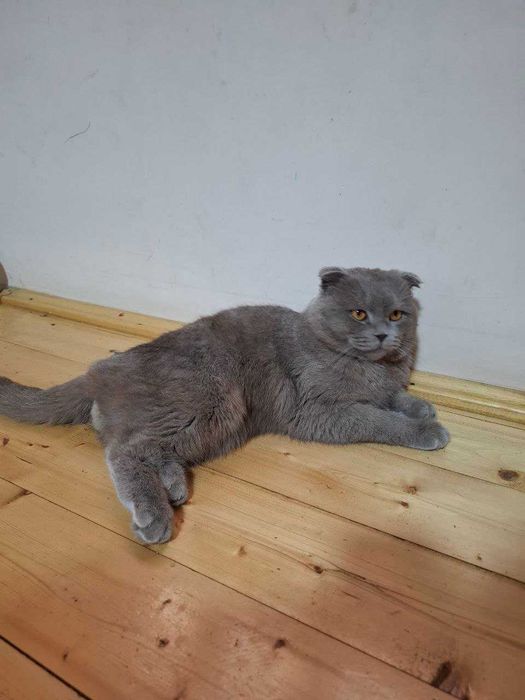 Erkak mushuk sotiladi, Scottish Fold