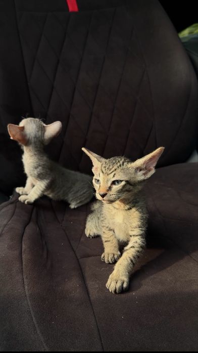 Котята сфинксы (сфинкс- браш)