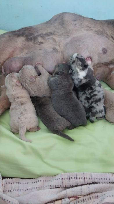 Американский булля