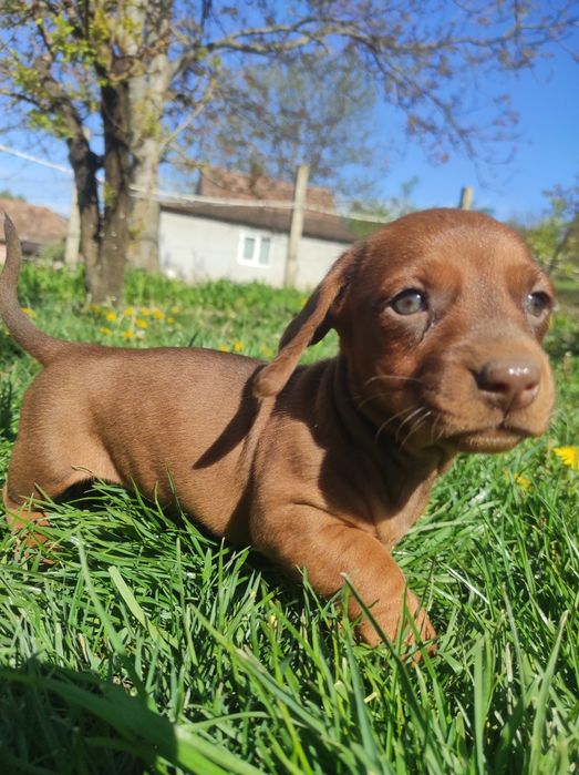 Catel Teckel Dachsund