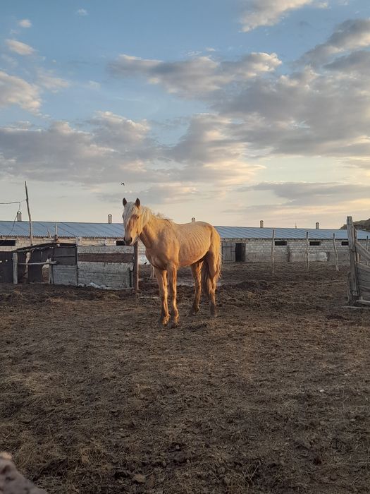 Дөнен айғыр сатылады