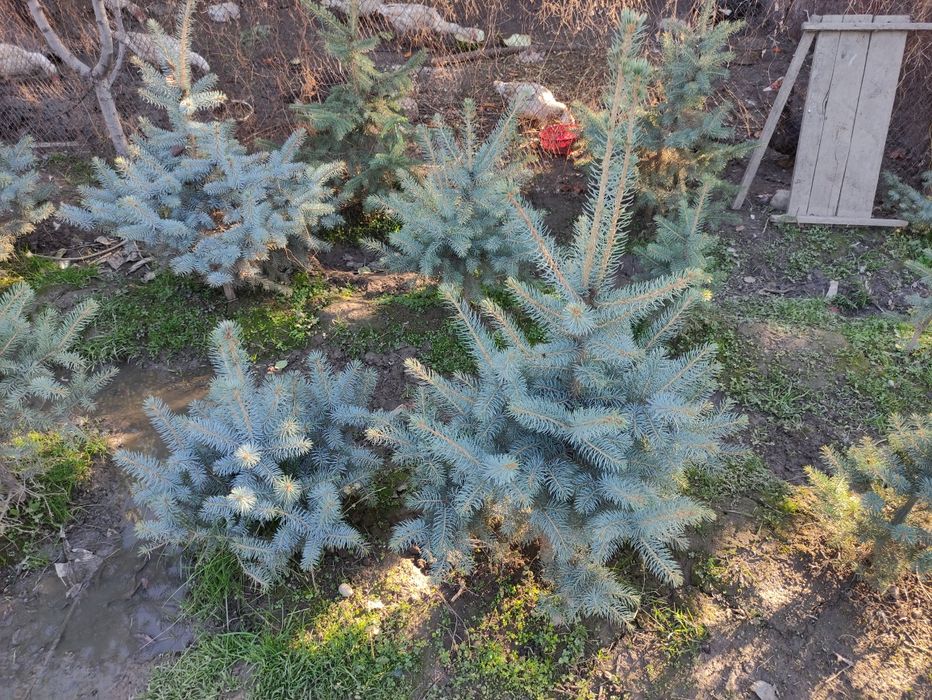 Ель 8 лет выращивали, рост с 30 см до 2 метров