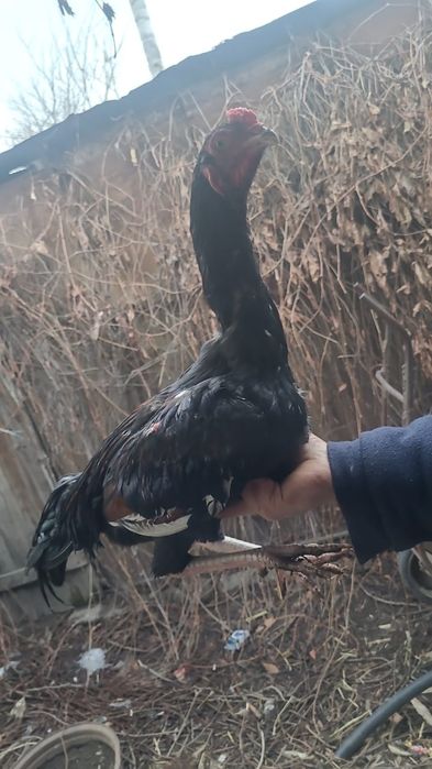 Дакан петушки 6месяцев