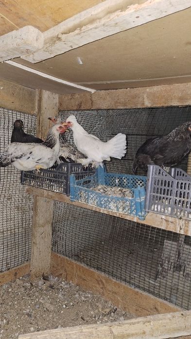 Tovuq va jujalar sotiladi